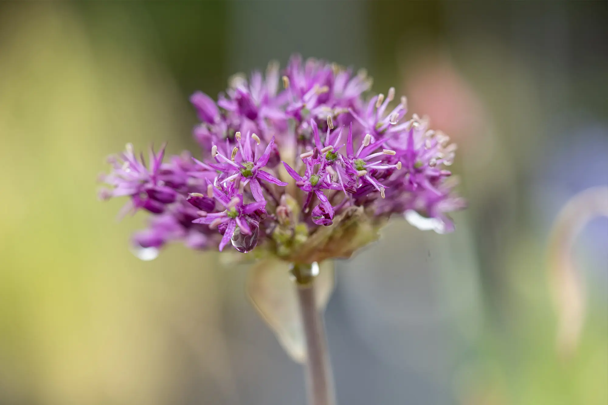 FloraNova_Hoofdfoto_2000x1333_v2.jpg